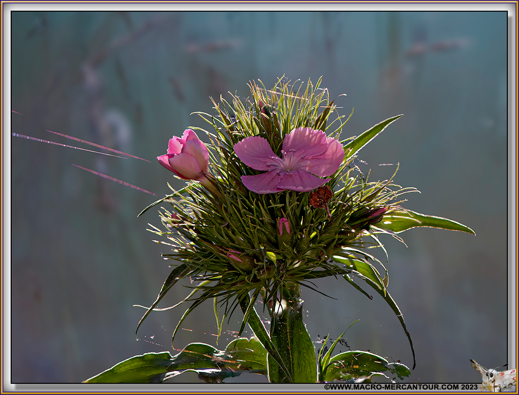 Oeillets